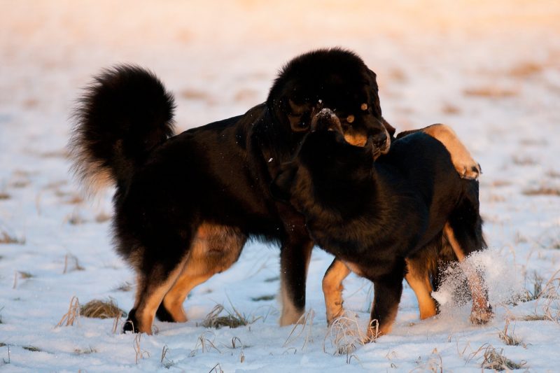 Brummi and Zodd