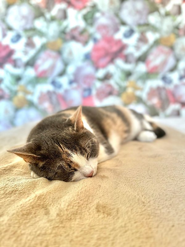 Snoozy