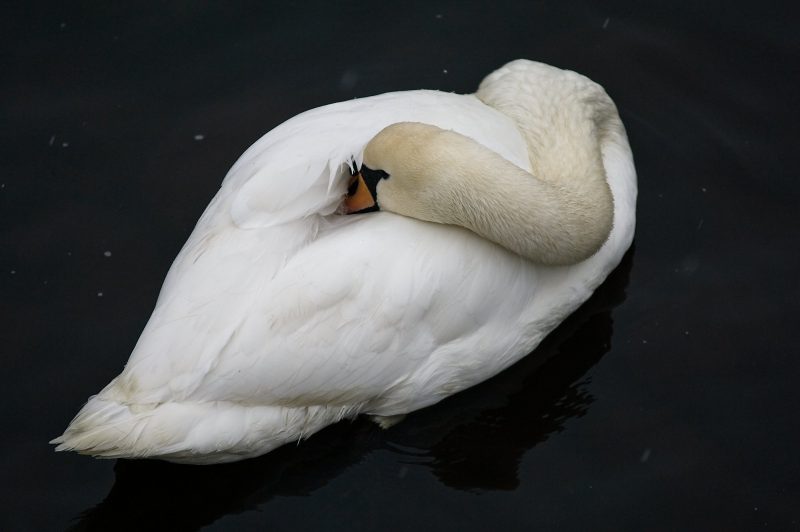 Swan